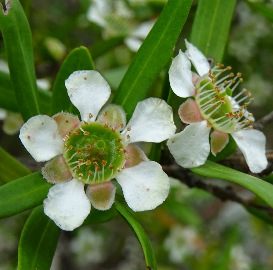 Tea Tree Essential Oil AAA Australian 5